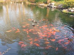 -西湖外事游船(花港观鱼码头)