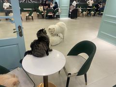 -安格丽娜·狗咖·猫咖羊驼咖(春熙路百盛商场店)