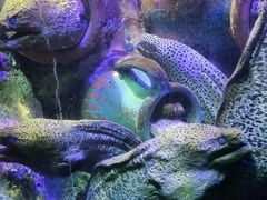 -太平洋海底世界