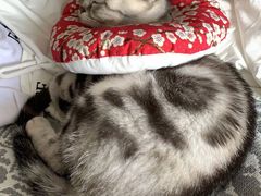 -纳吉亚猫专科动物诊疗中心(蒋宅口分院)