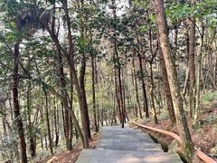 -铁山坪森林公园