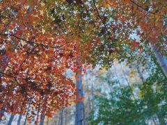 -上海共青森林公园