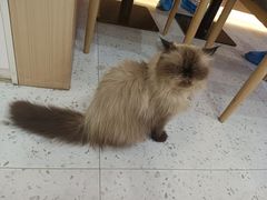 -喵园·猫主题咖啡厅·撸猫·猫咖(国贸店)