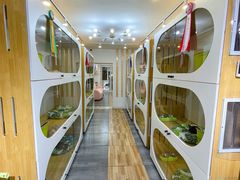 -青奢宠物·青奢猫舍