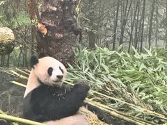 -都江堰中华大熊猫苑