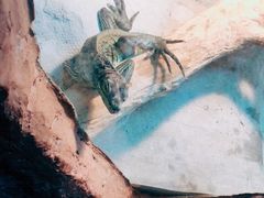 -上海大自然野生昆虫馆(东方明珠·爬宠昆虫探索中心)