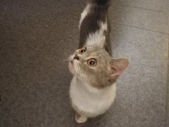 -猫色咖啡·猫咖