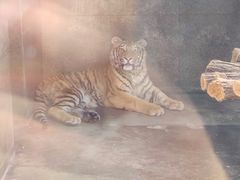 -西安秦岭野生动物园