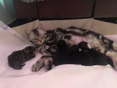 -柚子猫舍·精品猫舍购猫·猫咪认养·购宠·宠物店
