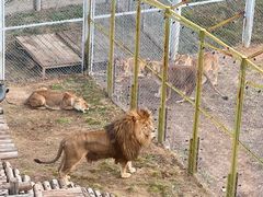 -青藏高原野生动物园