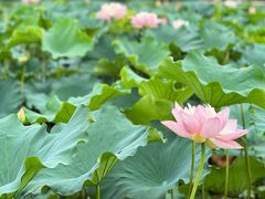 -荷塘月色湿地公园·向阳花洲