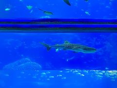 -珠海长隆海洋王国