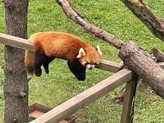 -西霞口神雕山野生动物世界