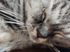 -楼上猫咖(罗湖店)