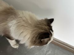 -贝康宠物医院·犬猫全科·小动物特色诊疗中心(东环路店)