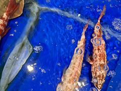 -三亚火车头万人海鲜广场