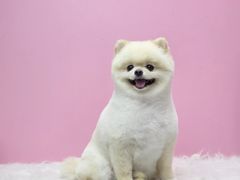 -翊宠yipet猫狗购宠庄园犬舍•猫舍