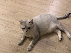 冷吃兔-盐帮80后冷吃兔·自贡特产·手撕兔(通达总店)