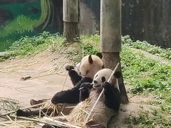 -中国大熊猫保护研究中心雅安碧峰峡基地