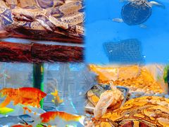 -石家庄市动物园