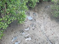 -北海金海湾红树林生态旅游区