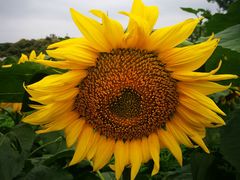 -松山湖梦幻百花洲