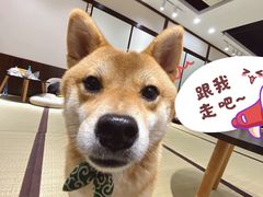 -逗柴咖啡屋·狗咖猫咖宠物桌游