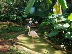 -海南热带野生动植物园