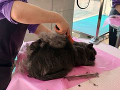 -北京观赏动物医院·24小时大型综合·猫专科·异宠专科