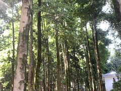 -广州市帽峰山景区