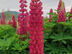 -径山花海