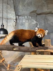 -Zoolung Zoolung动物主题公园(海信广场店)