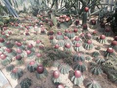 -深圳仙湖植物园