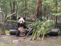 -都江堰中华大熊猫苑