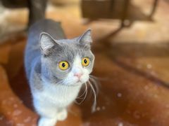-猫猫幼稚园·撸猫·桌游·电玩