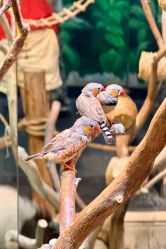-Zoolung Zoolung动物主题公园(海信广场店)