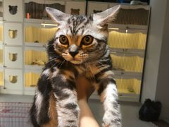 -喵zoo家庭繁育猫舍(尖东智能花园店)