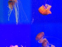 -上海海洋水族馆