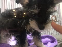 -PETKIT 小佩宠物·低压洗护·美容·寄养(安远店)