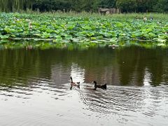 -前关湿地公园