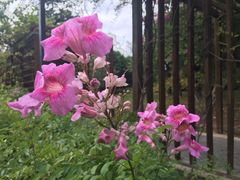 -福田红树林生态公园