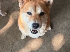 -柴犬高等学院·狗咖·柴犬售卖·宠物训练