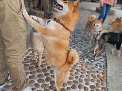 -柴犬高等学院·狗咖·柴犬售卖·宠物训练