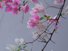 -深圳国际园林花卉博览园