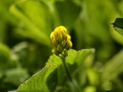 -vivo官方授权体验店(朝阳合生汇店)