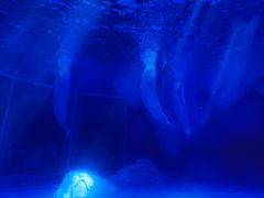 -上海海昌海洋公园-冰山北极馆