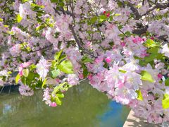 -海棠花溪(元大都城垣遗址公园)