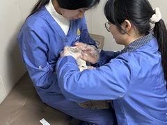 -半岛宠物医院24小时·内窥镜·牙科·碎石中心(府城大道店)