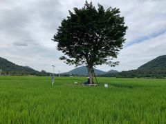 -艾米稻香小镇