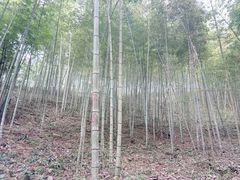 -广州市流溪河国家森林公园